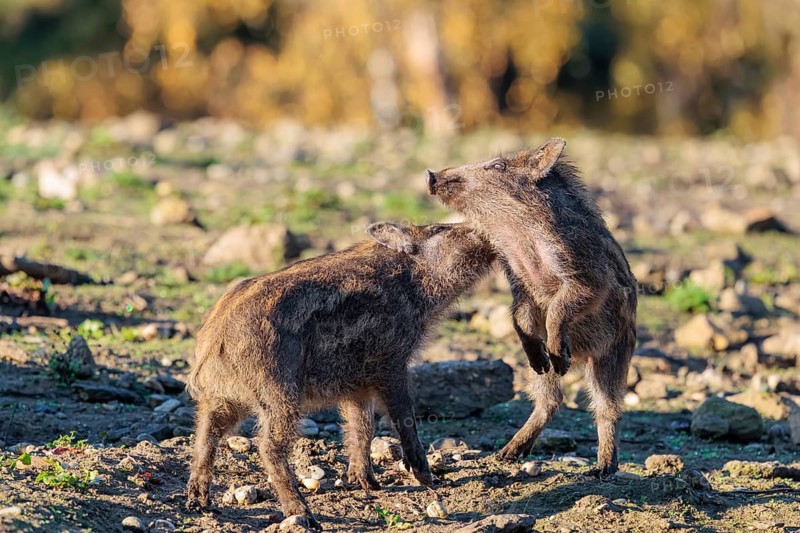 Two young wild boars (Sus scrofa) are fighting fiercely in the early morning light in a clearing. Bavaria, Germany