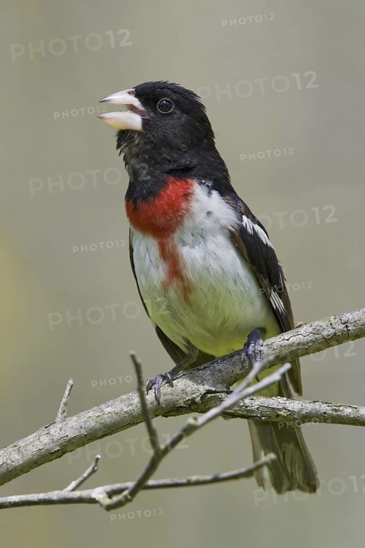 Rose-breasted Grosbeak (Pheucticus ludovicianus), Ontario, Canada