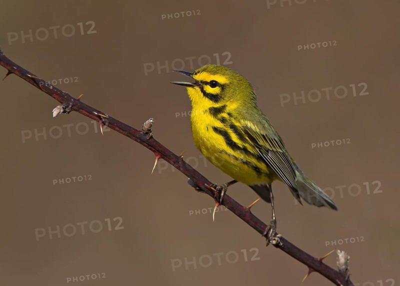 Prairie Warbler (Setophaga discolor) male singing, Ohio, USA
