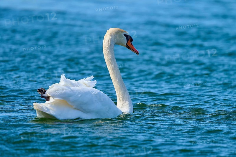Majestic swan on calm blue waters in peaceful solitude, Mute swan (Cygnus olor), spring, bird island, Altmühlsee, Muhr am See, Gunzenhausen, Franconian Lake District, Bavaria, Germany