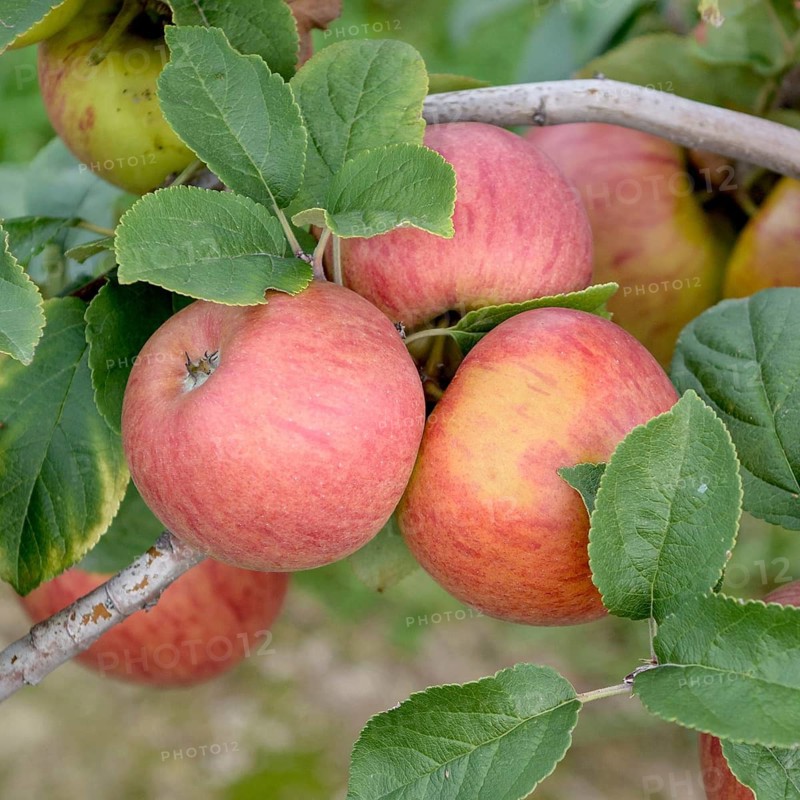 Apple (Malus domestica 'Roter Erwin Baur'),  Germany