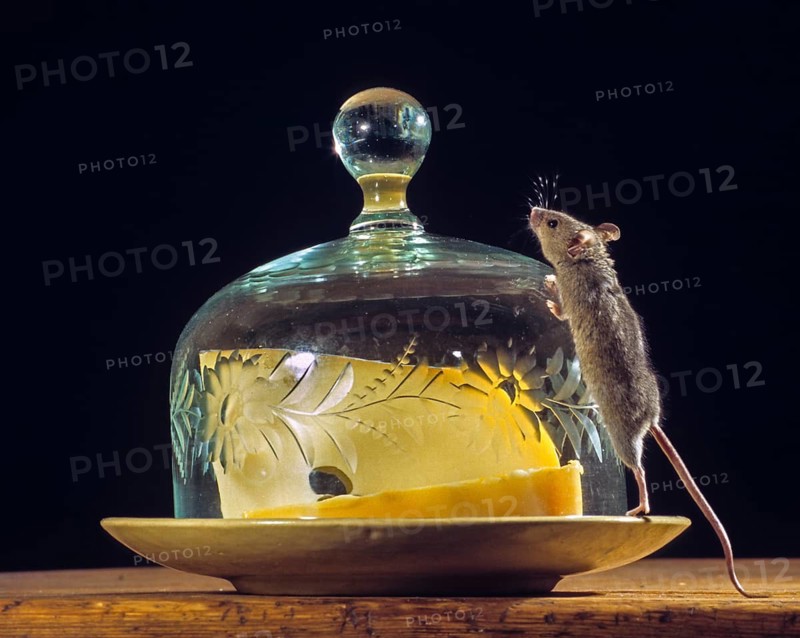 House mouse, mus musculus, rodents, rodentia, mammals, mouse, muroids, mice, rodents, mammals