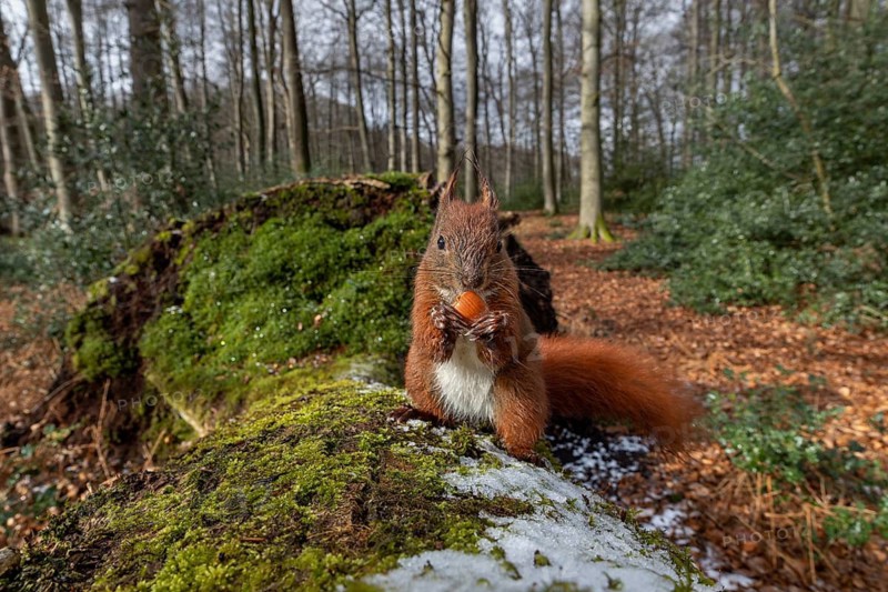 Right in front of the camera, a squirrel (Sciurus vulgaris) is eating a hazelnut (Corylus avellana), wide-angle shot, sweet, cute, March, Germany