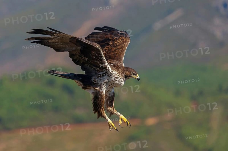 Bonelli's eagle (Hieraaetus fasciatus), Aigle de Bonelli, Águila-azor Perdicera, Tawi Atayr, Salalah, Dhofar, Oman