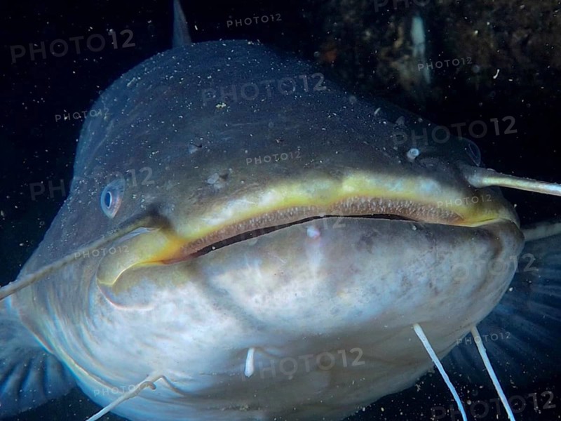 A catfish (Silurus glanis), Waller, with visible barbels in extreme close-up under water, dive site Zollbrücke, Rheinau, Canton Zurich, Rhine, High Rhine, Switzerland, Jestetten, Germany