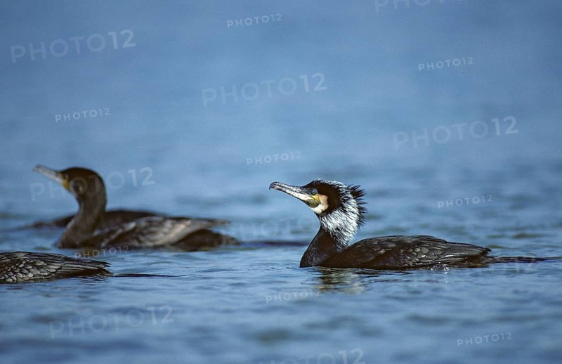 Black shag, cormorant, phalacrocorax carbo, adult, birds, adult, sexually mature, leo, pelecaniforms, ropedes, birds, waterbirds, waterbirds