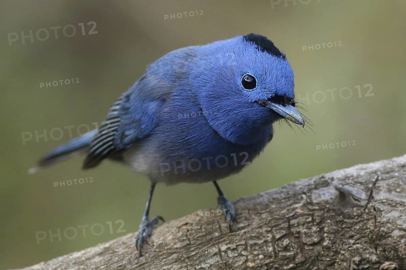 Black-naped Monarch (Hypothymis azurea) male, Maharashtra, India