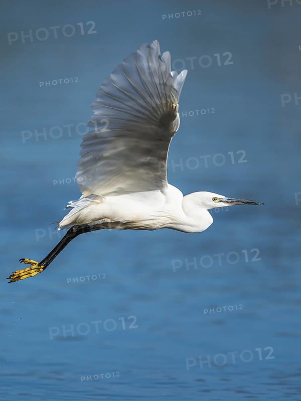 Little Egret, Egretta garzetta, bird in flight over marshes