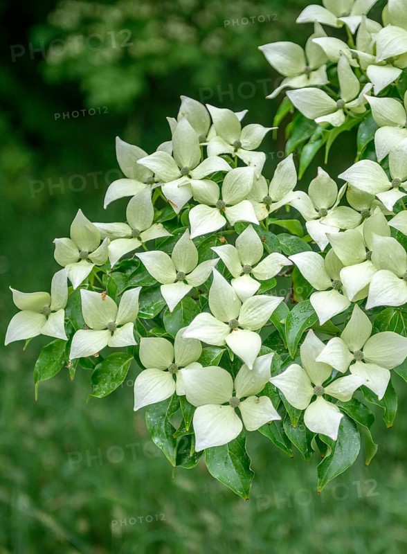 Flowering dogwood (Cornus kousa var. chinensis), Knighthayes Court, Great Britain