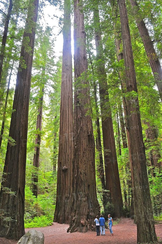 People standing under giant redwood trees, coast redwood (Sequoia sempervirens), in a dense forest, Humboldt Redwoods State Park, California, USA