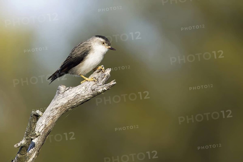 Varied Sittella (Daphoenositta chrysoptera), Victoria, Australia