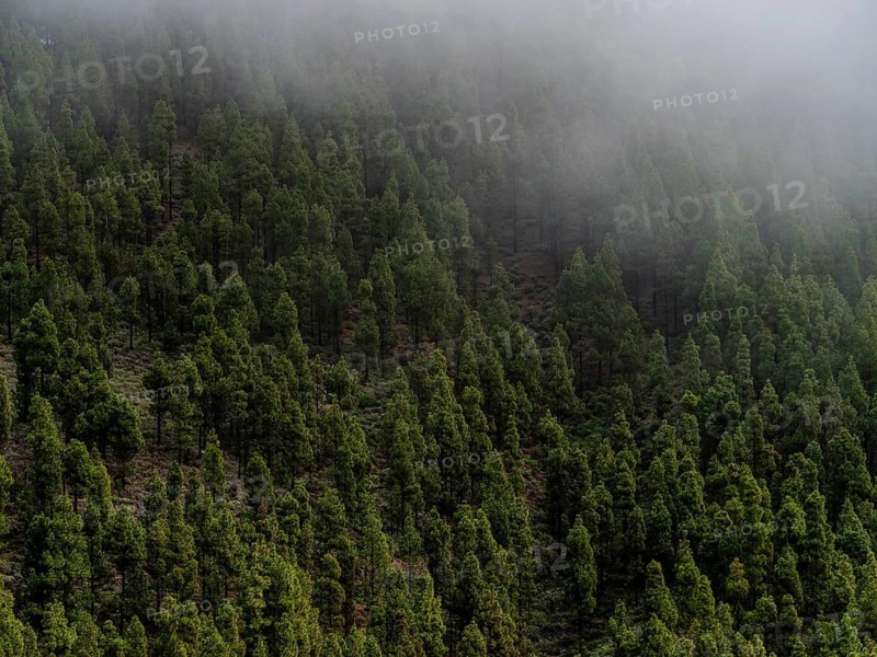 A serene view of a dense pine forest enveloped in mist at Tejeda Village in Gran Canaria, presenting a calming and mysterious atmosphere