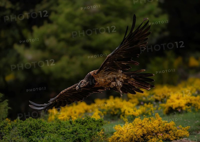 Bearded vulture (Gypaetus barbatus) shortly after take-off with prey in its talons, Pyrenees, Spain