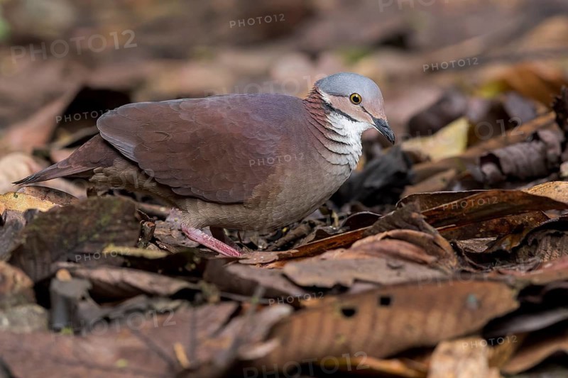 White-throated Quail-Dove (Geotrygon frenata) feeding on the forest floor in Colombia, South America