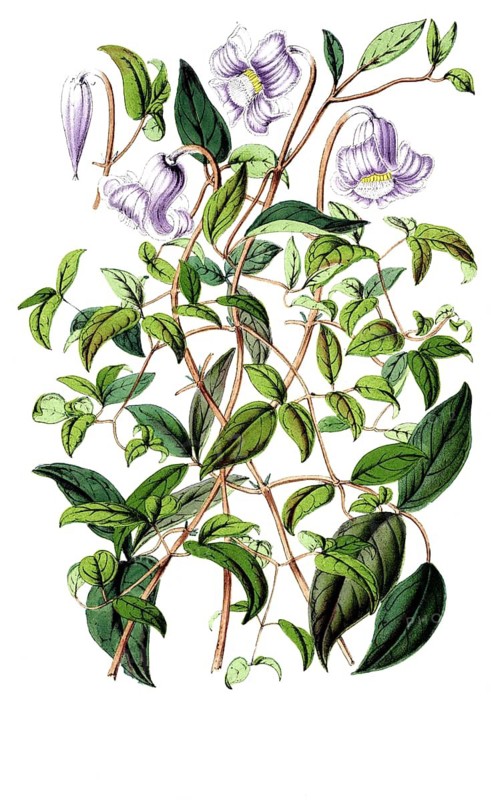Clematis campaniflora, Italian clematis, plant and flower, digitally reworked reproduction of an original from the 19th century