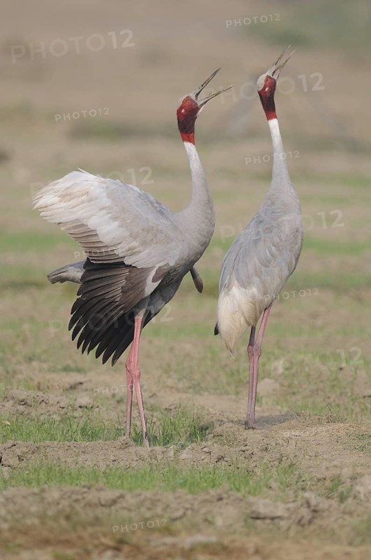 Sarus Crane (Antigone antigone) calling, Keoladeo National Park, India