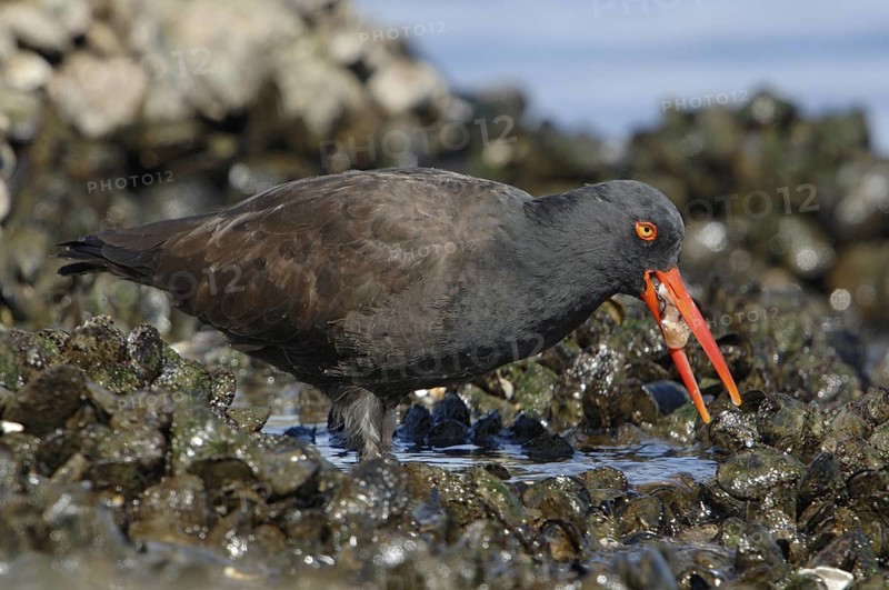 Black Oystercatcher (Haematopus bachmani), California, USA