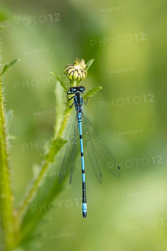 Common blue damselfly (Enallagma cyathigerum) adult male insect resting on an Oxeye daisy flower in summer, England, United Kingdom