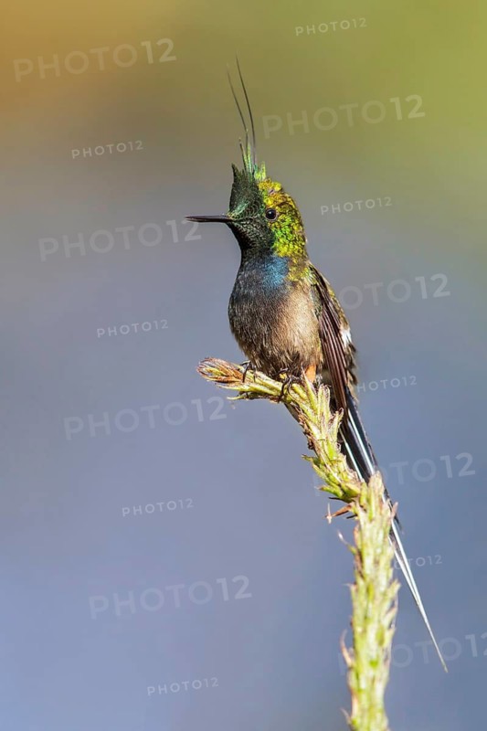 Wire-crested Thorntail (Popelairia popelairii) perched on a branch in Manu National Park, Peru