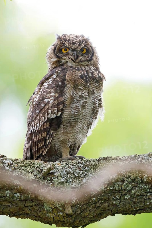 Spotted eagle-owl (Bubo africanus), Grand-duc africain, Wakkerstrom surroundings, Wakkerstrom, Mpumalanga, South Africa