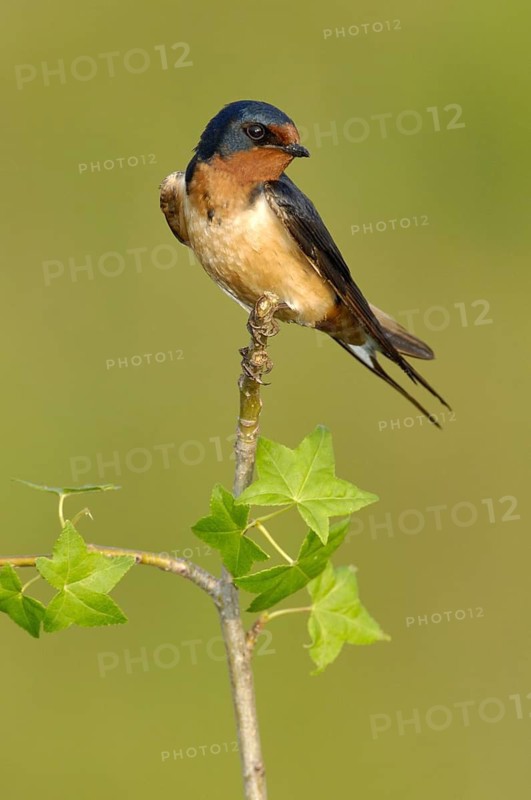 Barn Swallow (Hirundo rustica), Texas, USA