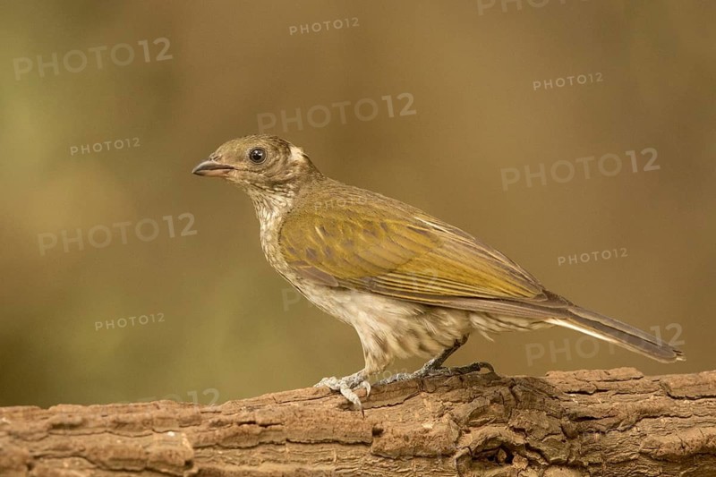 Spotted Honeyguide (Indicator maculatus), Gambia