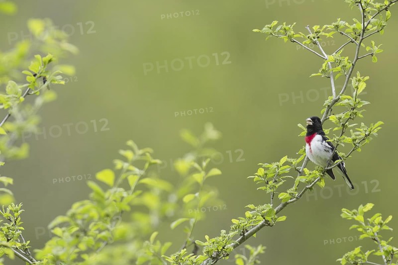 Rose-breasted Grosbeak (Pheucticus ludovicianus), Ohio, USA