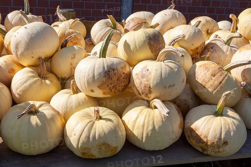 White Pumpkin, (Cucurbita maxima), weißer Speisekürbis