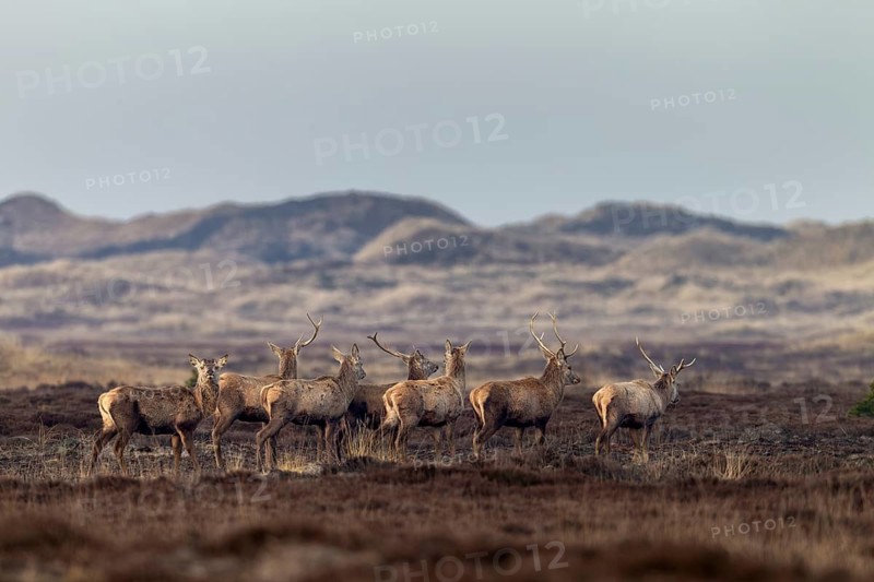In this photo, all phases of antler shedding can be clearly seen, some of the red deer (Cervus elaphus) are still wearing both antlers, some have already lost one and others are completely missing the headdress, shedding time, antler shedding, dune landscape, April, Denmark