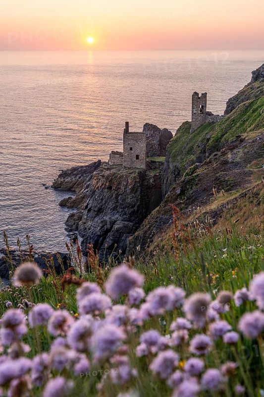 The ruins of the Crowns Engine Houses at Botallack Mine, also known as Crown Mine. Beach carnations (Armeria maritima) in bloom in the foreground. In the evening at sunset. Botallack, Penzance, Cornwall, England, Great Britain