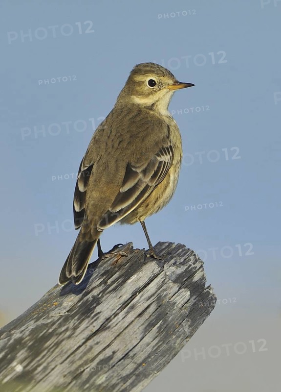 Buff-bellied Pipit (Anthus rubescens), British Columbia, Canada