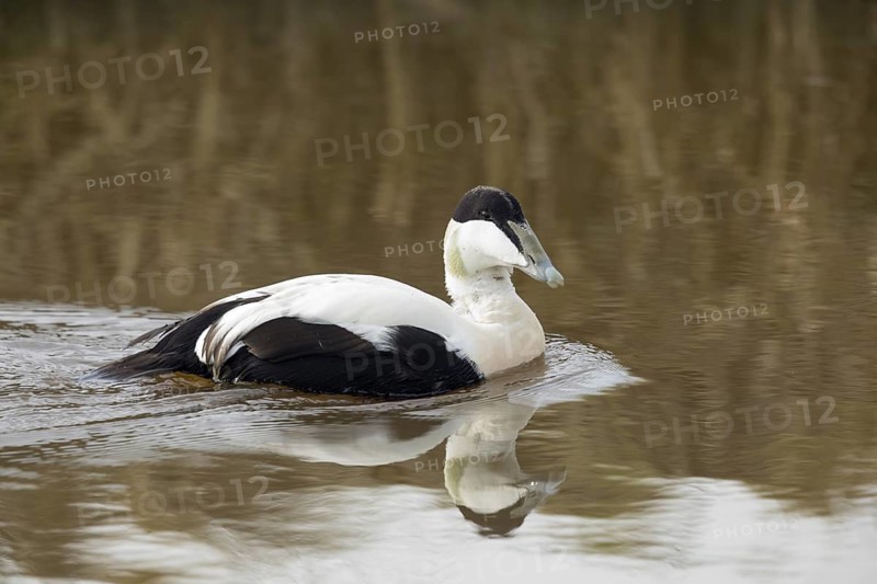 Eider, Common Eider, Somateria mollissima