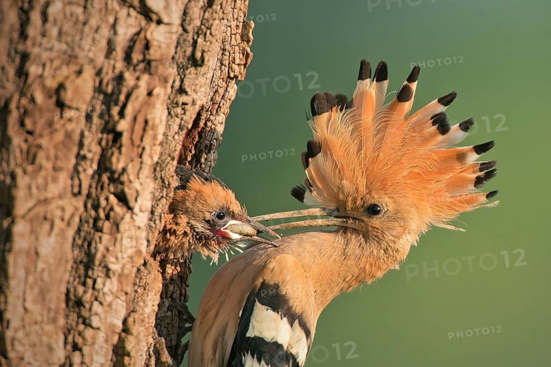Eurasian Hoopoe (Upupa epops) feeding juvenile in breeding cavity, Lombardy, Italy