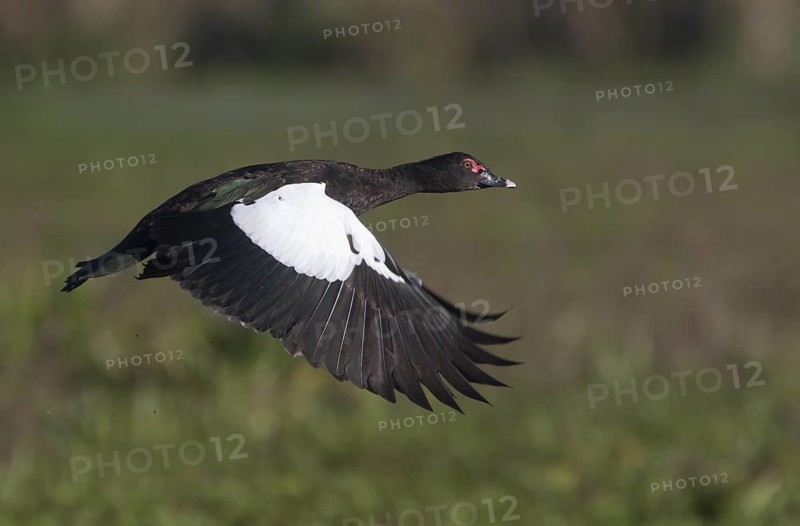 Muscovy Duck (Cairina moschata) flying, Corrientes, Argentina