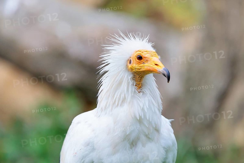 Portrait of an Egyptian vulture (Neophron percnopterus). Iberian Peninsula, North Africa, West Asia and India