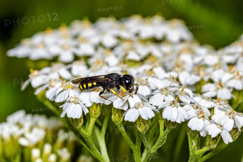 An insect perched on white flowers, set against a green background: the Silvermouth butterfly hunting wasp on a flower near Herleshausen in Germany (Lestica subterranea)