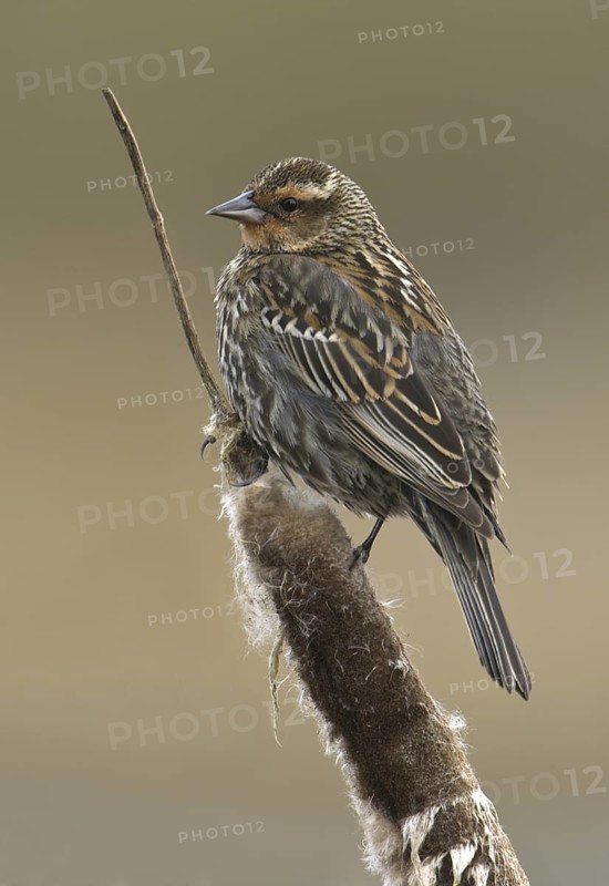 Red-winged Blackbird (Agelaius phoeniceus) female, New Mexico, USA