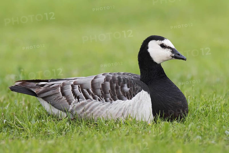 Barnacle Goose (Branta leucopsis), Germany