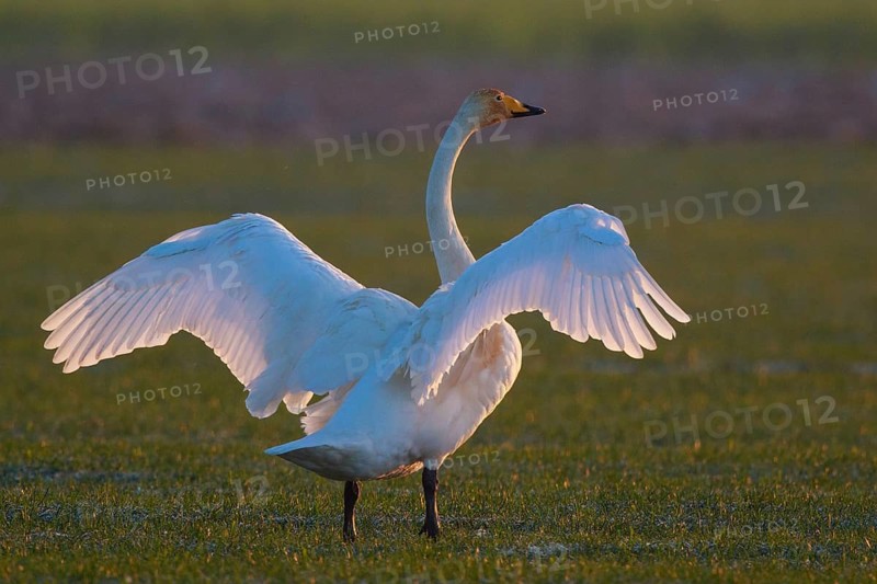 Whooper Swan (Cygnus cygnus) flapping wings, North Rhine-Westphalia, Germany