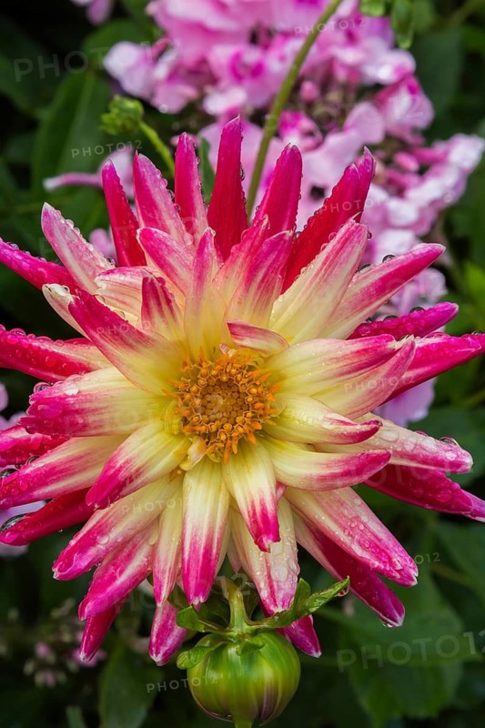 Dahlia covered with raindrops in summer, Quebec, Canada