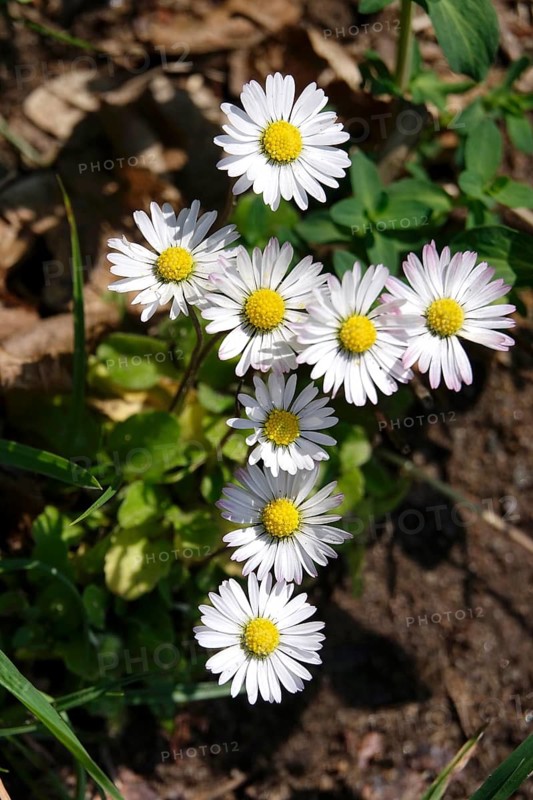 Charming daisies in the shape of a cross, spring, Germany
