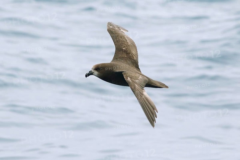 Great-winged Petrel (Pterodroma gouldi) flying, Victoria, Australia