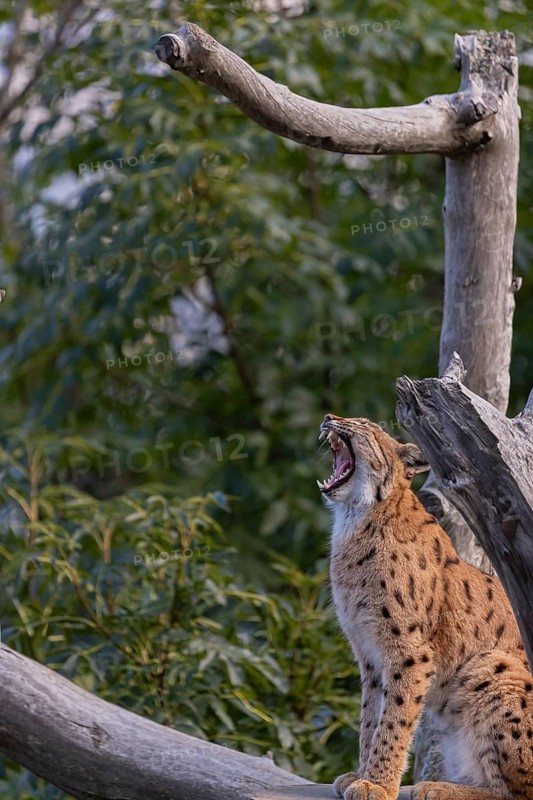 One Eurasian lynx, (Lynx lynx), sitting yawning on a dead tree. Side view with green vegetation in the background