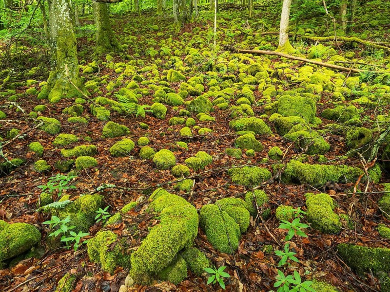Basalt boulders, covered with moss, beside the Schwartzbach, in the Rhön UNESCO Biosphere nature reserve, county Bavaria, Germany