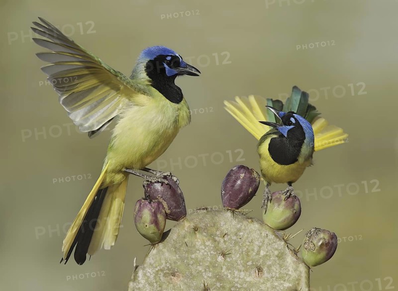 Green Jay (Cyanocorax luxuosus), Texas, USA