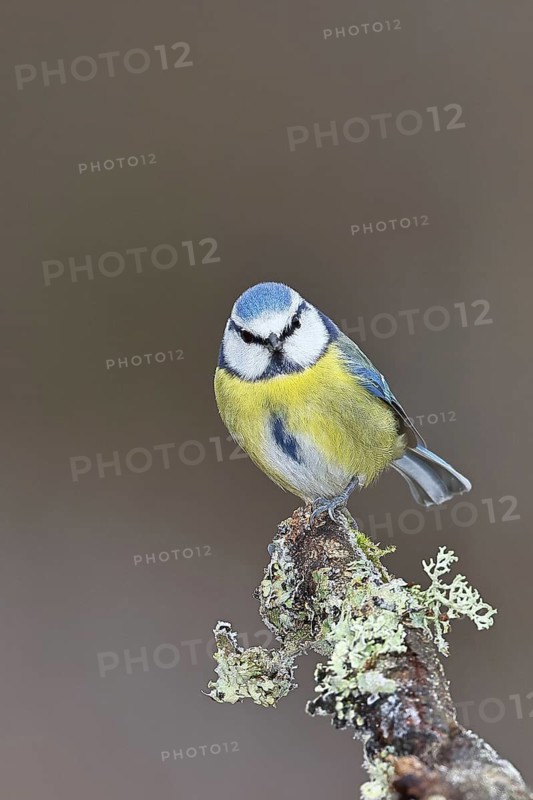 Blue tit (Parus caeruleus), sitting on a branch overgrown with reindeer lichen (Cladonia rangiferina), North Rhine-Westphalia, Germany
