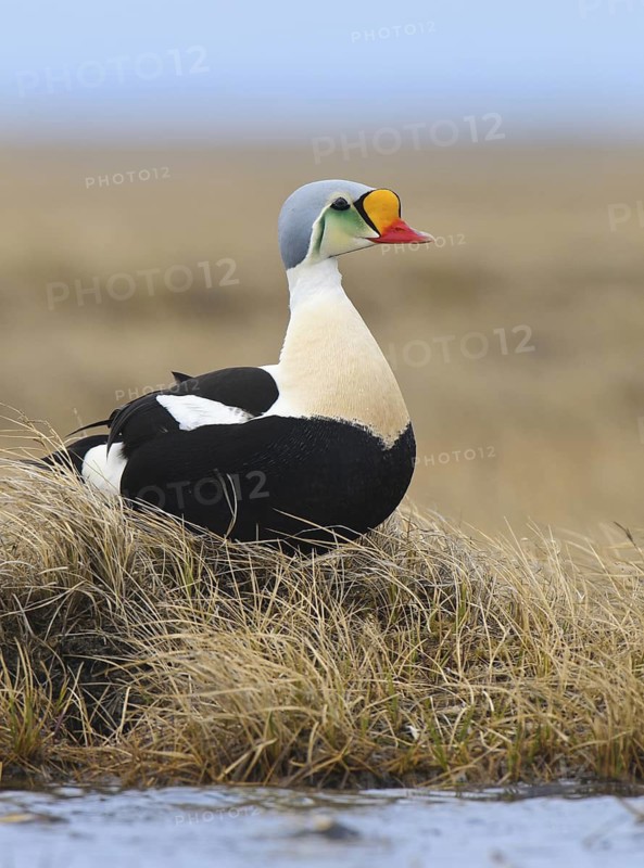 King Eider (Somateria spectabilis) male, Alaska, USA