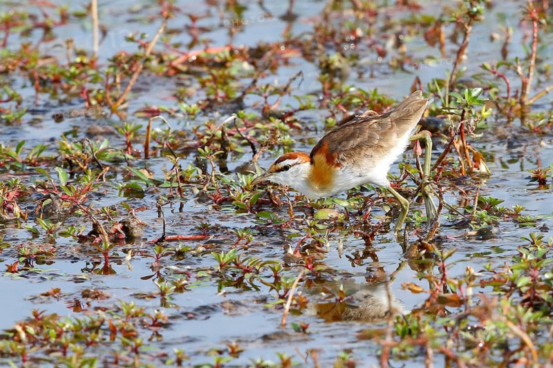 Lesser Jacana, (Microparra capensis)