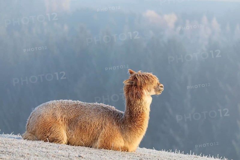 Alpaca (Vicugna pacos), white animal, adult animal, female animal, resting, frost-covered meadow, hilly terrain, forest, fog, winter, snow, minus 15 °C, farm animal, Slovakia