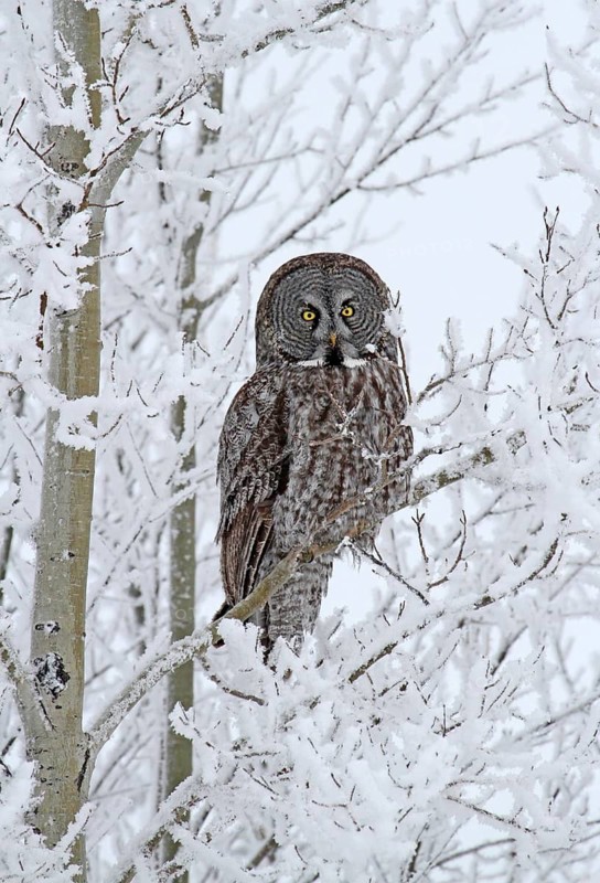 Great Grey Owl (Strix nebulosa), Saskatchewan, Canada